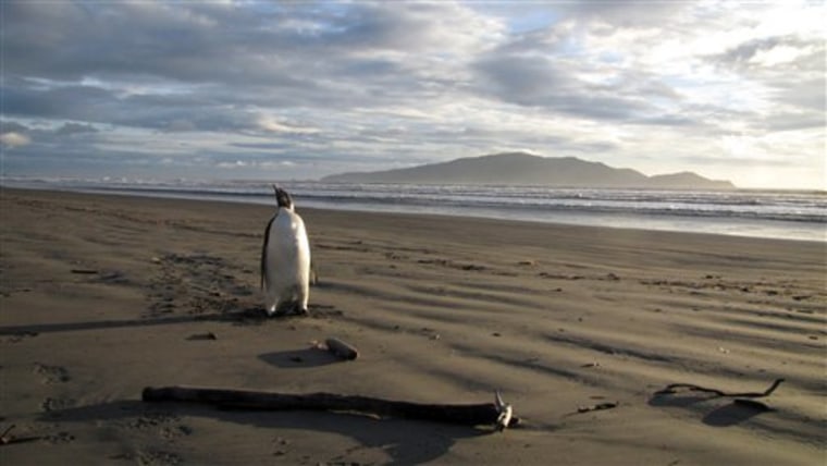 This Emperor penguin got lost while hunting for food and ended up stranded on Peka Peka Beach in New Zealand on Monday.